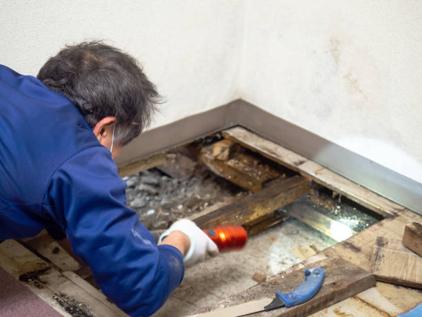 Mold Testing and Removal in Dalton, GA