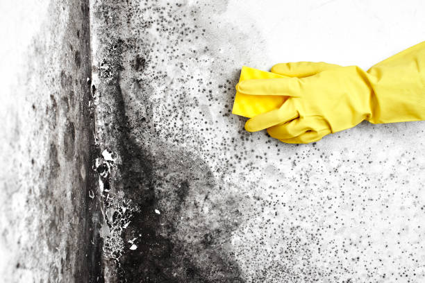 Best Office Mold Removal Services  in Dalton, GA