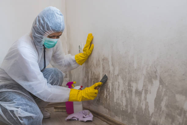 Best Mold Remediation Experts  in Dalton, GA