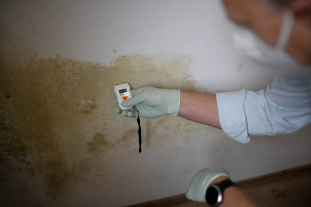 Trusted Dalton, GA Mold Removal Experts